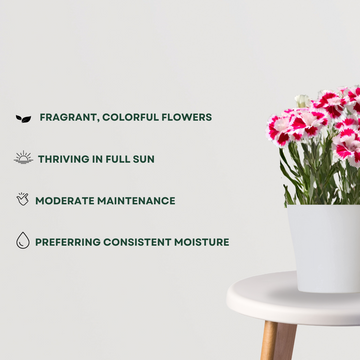 Dianthus flower plant
